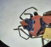 Lygaeus equestris
